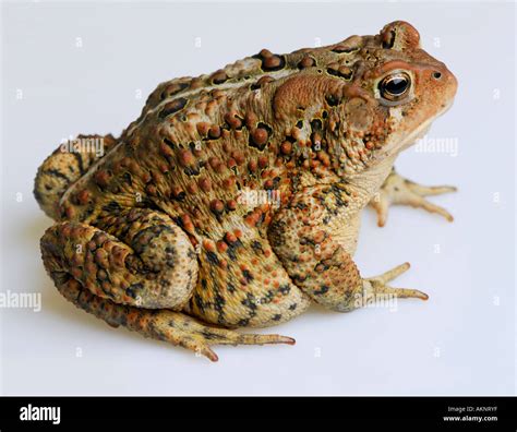 Right side view of ugly American Toad Bufo americanus on white background Stock Photo - Alamy