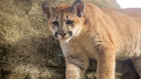 Cougar - The Houston Zoo