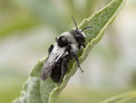 Black and White Bee Macro | David Gray | Flickr