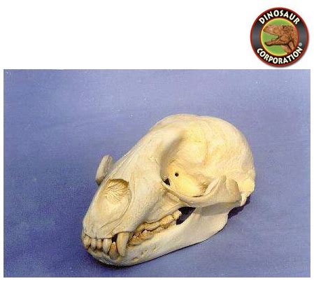 Caribbean Monk Seal Skull For Sale | Dinosaur Corporation