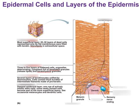 Epidermis Diagram Labeled