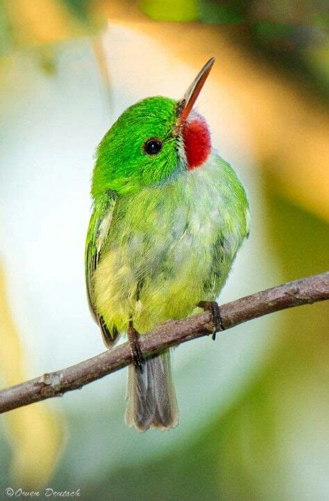 Jamaican Tody | Wild birds, Beautiful birds, Cute birds