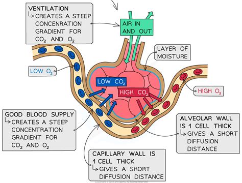 Alveoli: Adaptations for Gas Exchange | Edexcel IGCSE Biology Revision Notes 2019