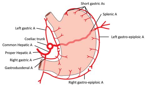 Blood Supply of Stomach - Gastric Supply