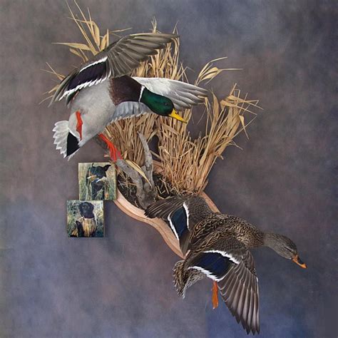 Duck Taxidermy Ideas ~ Showpiece Taxidermy: Wood Duck, Mallard, And Pintail Mounts | fitaherla ...