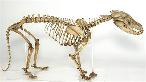 Thylacine Skeleton