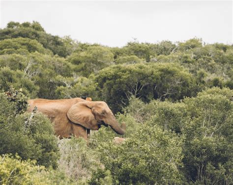 Visiting a Game Reserve in South Africa: Addo Elephant National Park ...