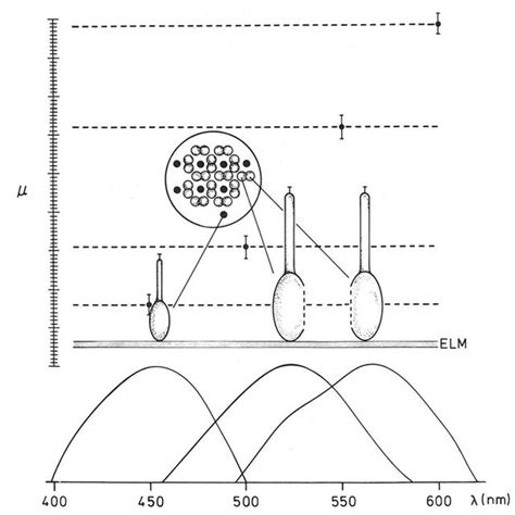 (PDF) Aquatic Adaptations in Fish Eyes