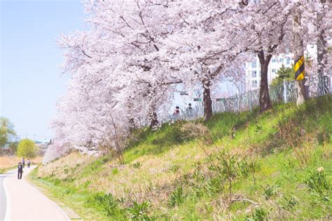 Cherry Blossom Trails Along the Rivers in Jeonju