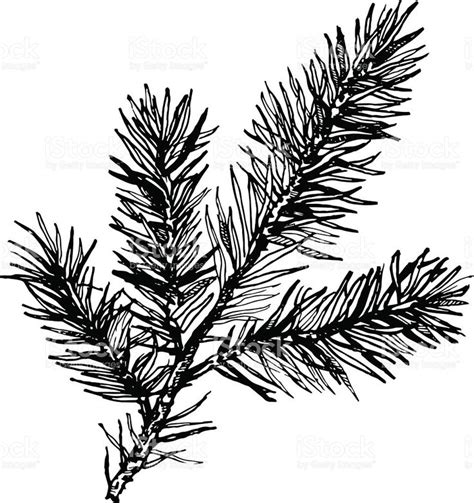 Hand drawn pine tree branch royalty-free stock vector art | Pine tree tattoo, Flower line ...