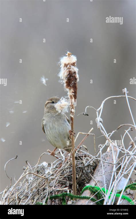 House sparrow nesting hi-res stock photography and images - Alamy