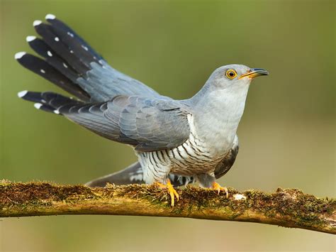 Cuckoo Bird Facts (Cuculus canorus) | Bird Fact