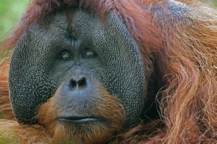 Bornean Orangutan Facts | Endangered Animals