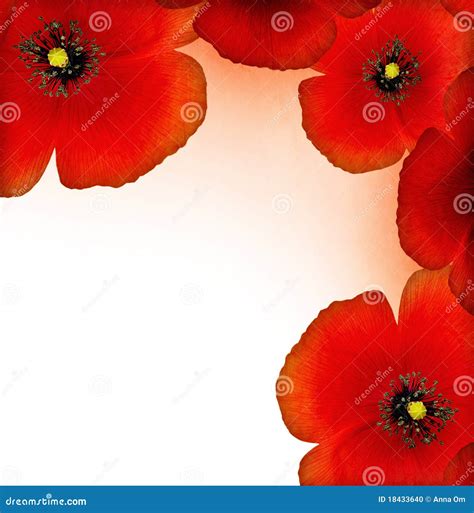 Red poppy border stock photo. Image of floral, border - 18433640