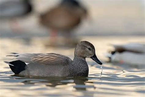 Ducks in Ohio (18 Species With Pictures) - Bird Feeder Hub