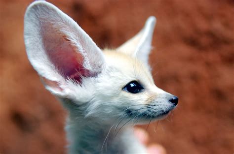 Fennec fox | Fennec fox @ everland.korea | IN CHERL KIM | Flickr