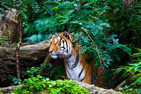 10 Important Tiger Habitat Facts - Discovery UK