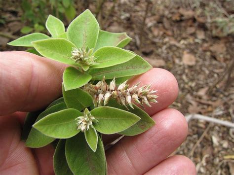 PlantFiles Pictures: Achyranthes Species, Blunt Chaff Flower ...