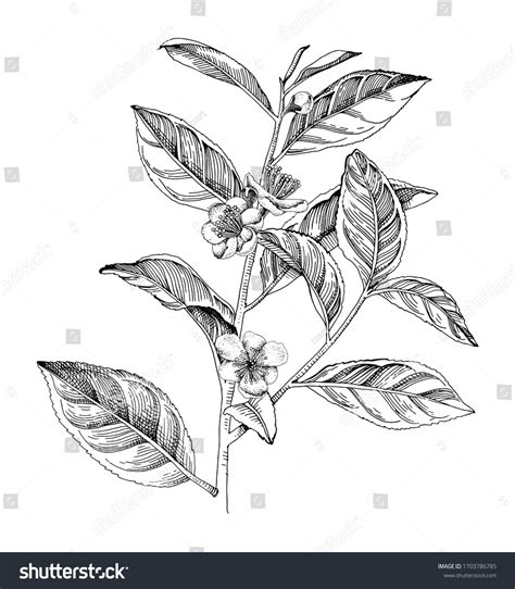 30,618 Tea Plant Sketch Images, Stock Photos & Vectors | Shutterstock