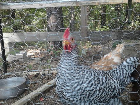 Is my Barred Rock a Hen or Rooster? | BackYard Chickens - Learn How to Raise Chickens