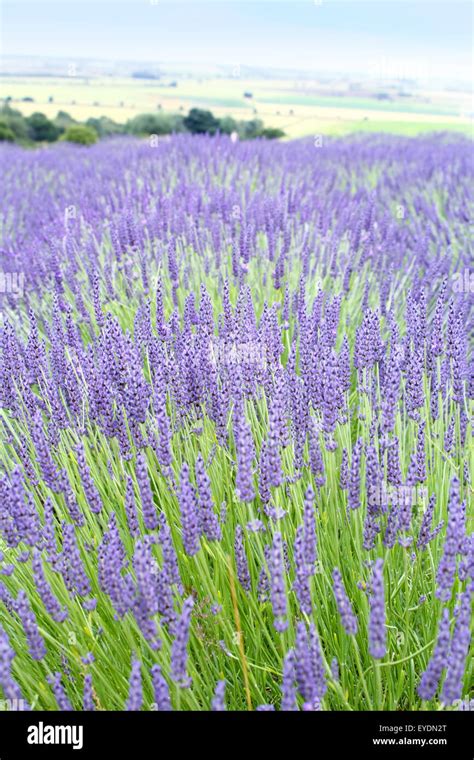 Yorkshire lavender, Terrington, York, North Yorkshire, England, UK Stock Photo - Alamy