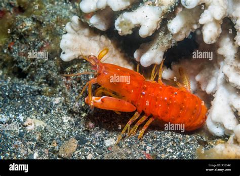 Spearing mantis shrimp hi-res stock photography and images - Alamy