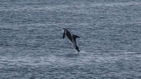 White-Beaked Dolphin | Facts, pictures & more about white-beaked dolphin