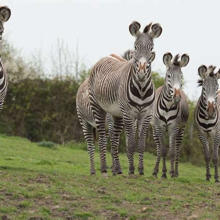 Wildebeest Herd - Wildlife Shots