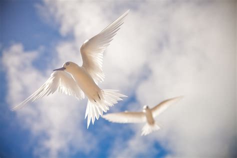 Two white birds flying under white and blue sky during daytime HD ...