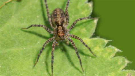 Hobo Spider: Identification, Habits, and Effective Control Methods