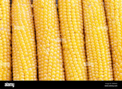 Popcorn on the Cob Stock Photo - Alamy