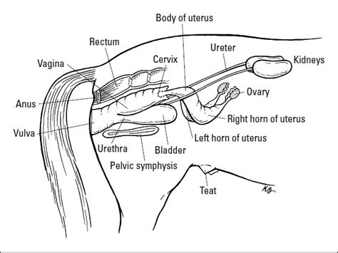 Female Horse Reproductive System Diagram