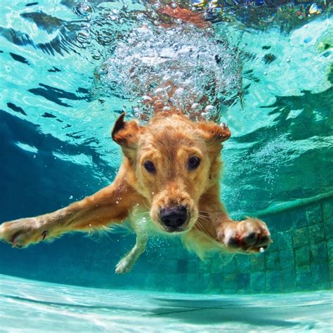 Rescue dog rehab: how hydrotherapy gets them back on their feet, and helps with arthritis, post ...