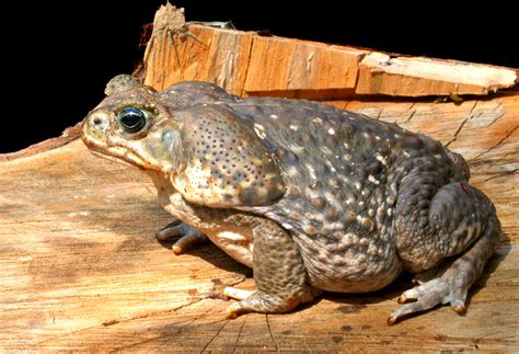 Rhinella marina (Cane toad) (Bufo marinus)