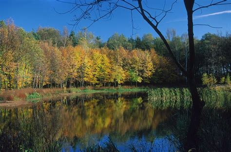 8 Fabulous Forests in Poland | Article | Culture.pl