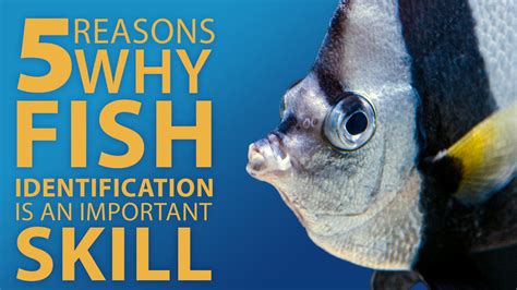 Fish Identification and Why it's an Important Scuba Diving Skill