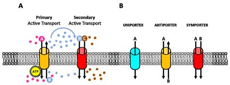 Cancers | Free Full-Text | Exploring the Therapeutic Potential of ...