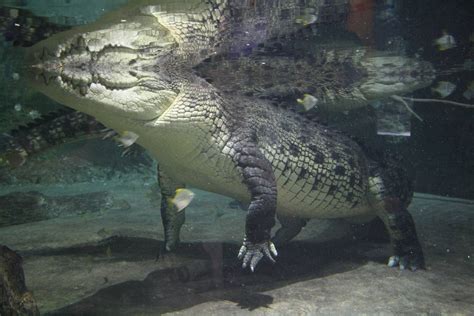 King Croc underwater. - ZooChat