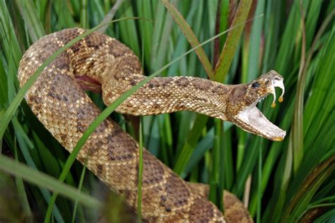 Rattlesnake venom extract helps strike back against superbugs