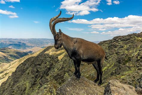 Ibex | Wild Mountain Goat, Alpine Species & Conservation Status | Britannica