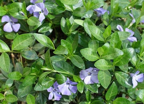 Vinca Minor: The dainty purple flowers and evergreen leaves on this ...