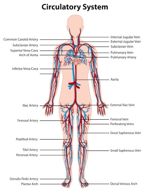 Circulatory System Diagram Images - Free Download on Freepik