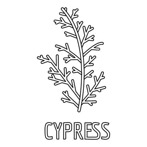 Cypress Leaf Icon Outline Vector, Leaf Drawing, Outline Drawing, Leaf Sketch PNG and Vector with ...