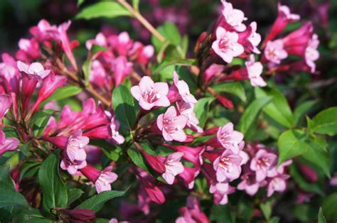 11 Great Flowering Shrubs for Sunny Locations