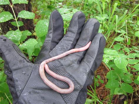 Evening Report - Wed., Jun 13, 2012 - Another Palouse Earthworm - KRFP ...