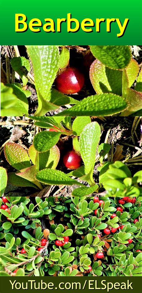 Bearberry | Fruit list, Fruits name in english, Fruit