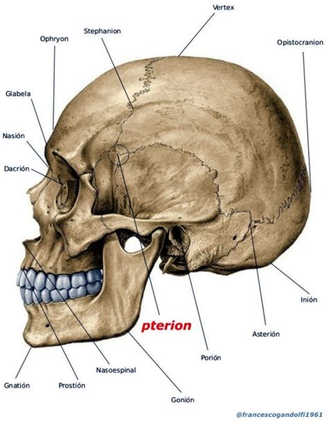 pterion | KINESIOPATIA