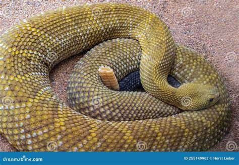 Mexican West Coast Rattlesnake or Mexican Green Rattler Crotalus ...