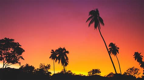 Palm Trees During Sunset Silhouettes Pink Yellow Clouds Sky Background ...