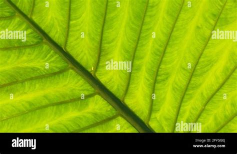 Green tropical leaf pattern Stock Videos & Footage - HD and 4K Video ...